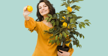 Como podar um limoeiro - Cultivo de limoeiro em vaso