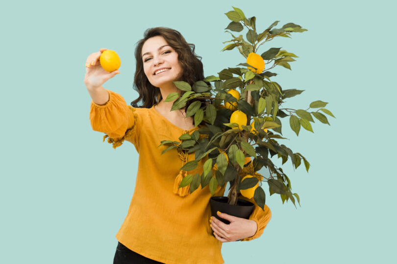 Como podar um limoeiro - Cultivo de limoeiro em vaso