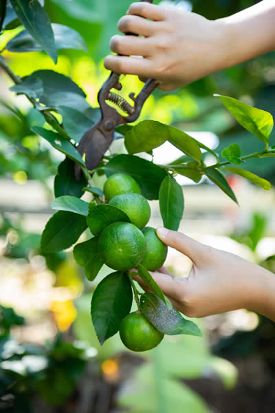 Como podar um limoeiro para que produza frutos maiores